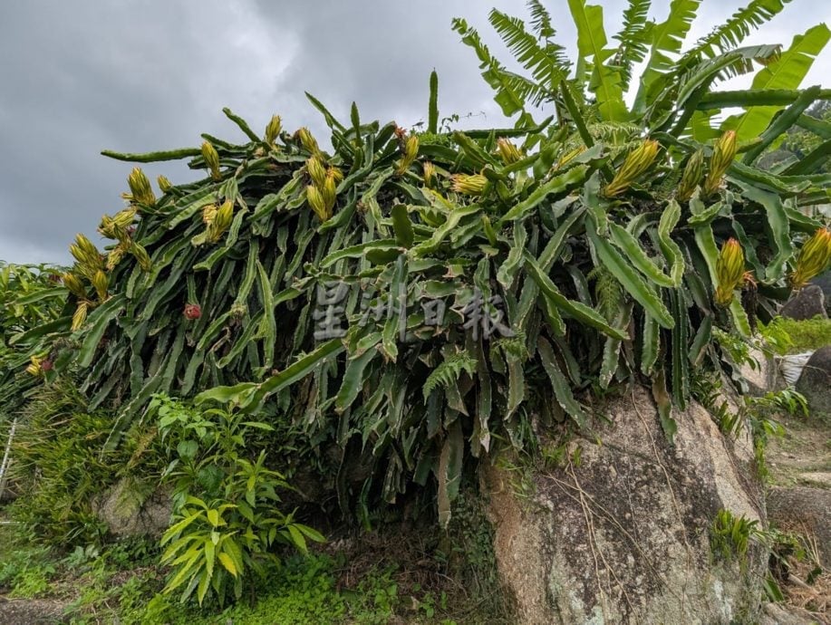 霹:第二版头∕金马仑生态蔬果乐园