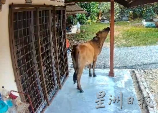 供星洲网/“牛魔王”闯民宅搞破坏 居民感头痛