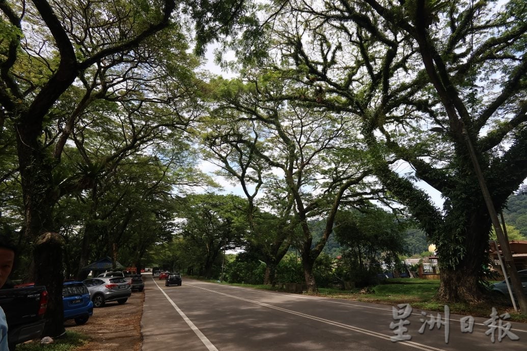 东:已签发:雨季来临,树倒意外频传,士满慕路边参天大树的安全隐患引发民众忧虑