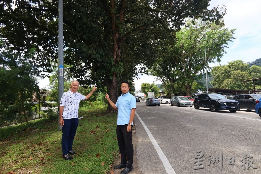 东：已签发：雨季来临，树倒意外频传，士满慕路边参天大树的安全隐患引发民众忧虑
