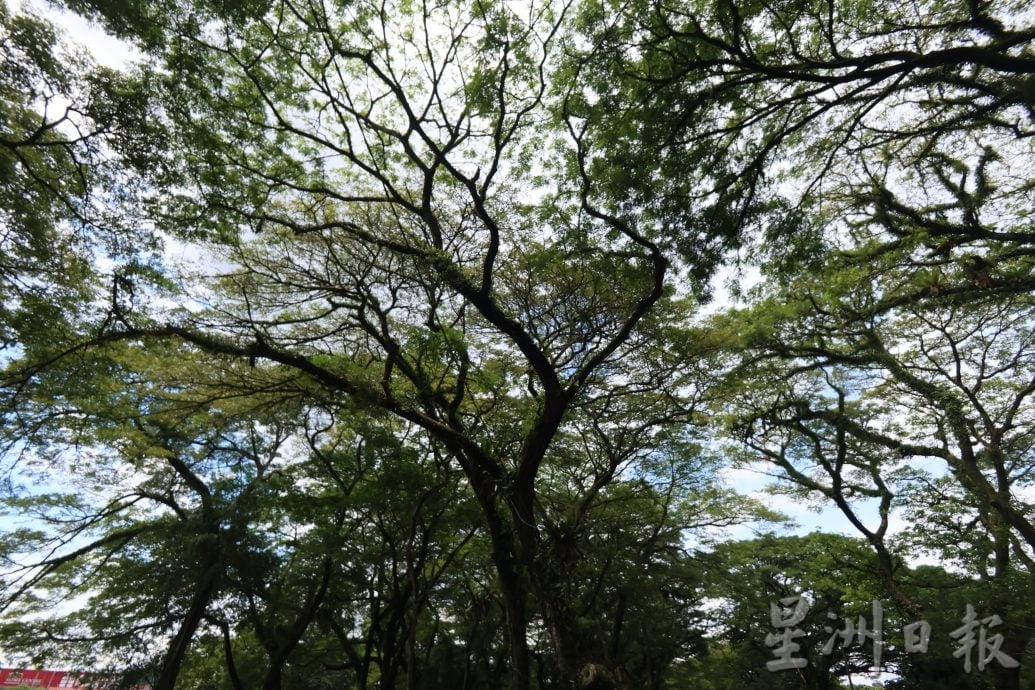 东:已签发:雨季来临,树倒意外频传,士满慕路边参天大树的安全隐患引发民众忧虑