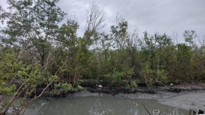 红树林区辟养虾池   影响500渔民生计