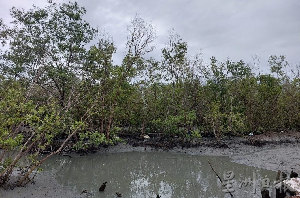 （大北马） 槟消费人协会 懮红树林区 僻养虾池 影响500渔民生计