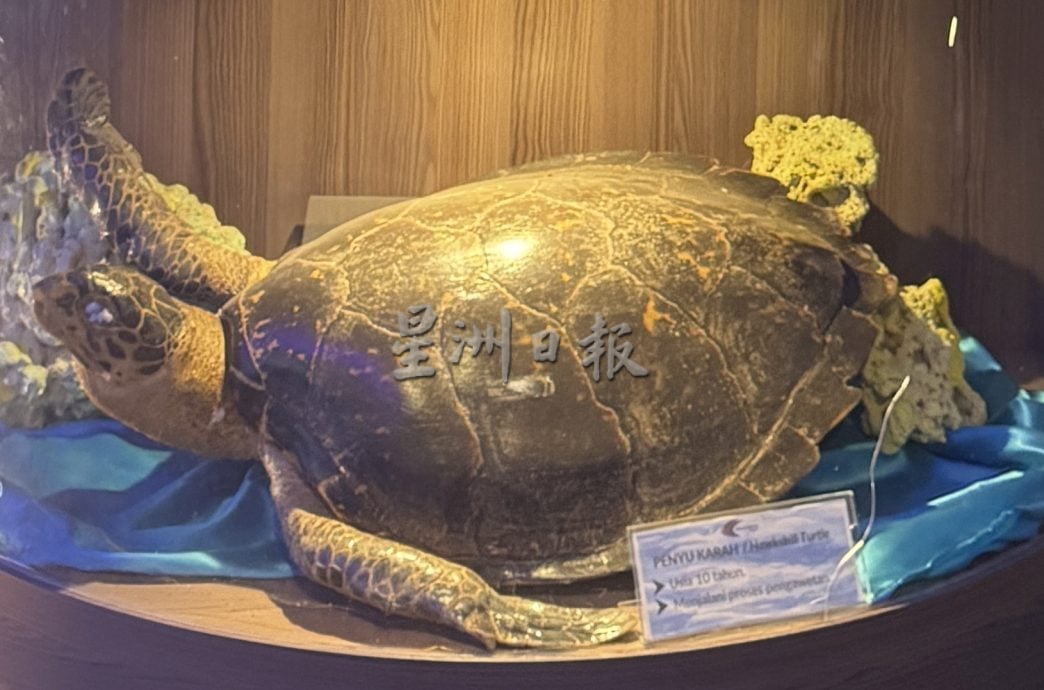 用眼睛去旅游：巴当葛慕丁海龟保育与资讯中心