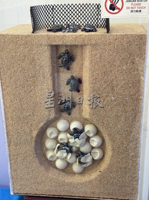 用眼睛去旅游：巴当葛慕丁海龟保育与资讯中心