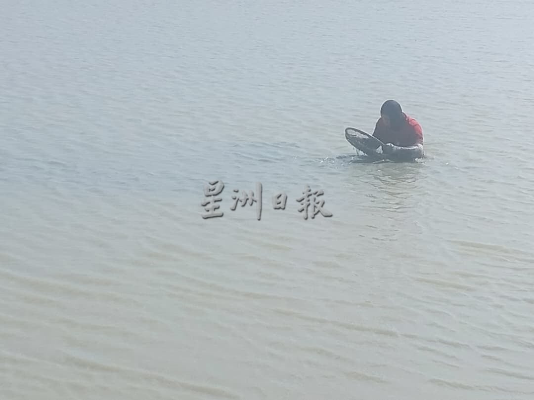 (古城封面副文)吉里望海滩捕蚶人已廖廖无几