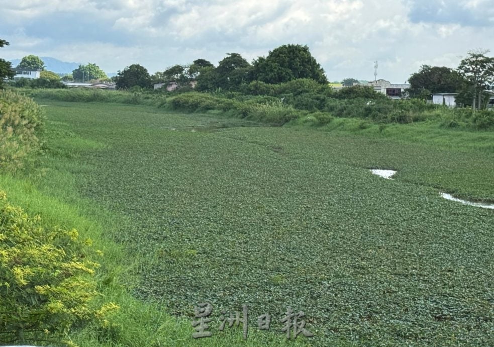 (古城封面主文)玛琳河被水生植物淹没成大草原·耗资50万月底动工清理