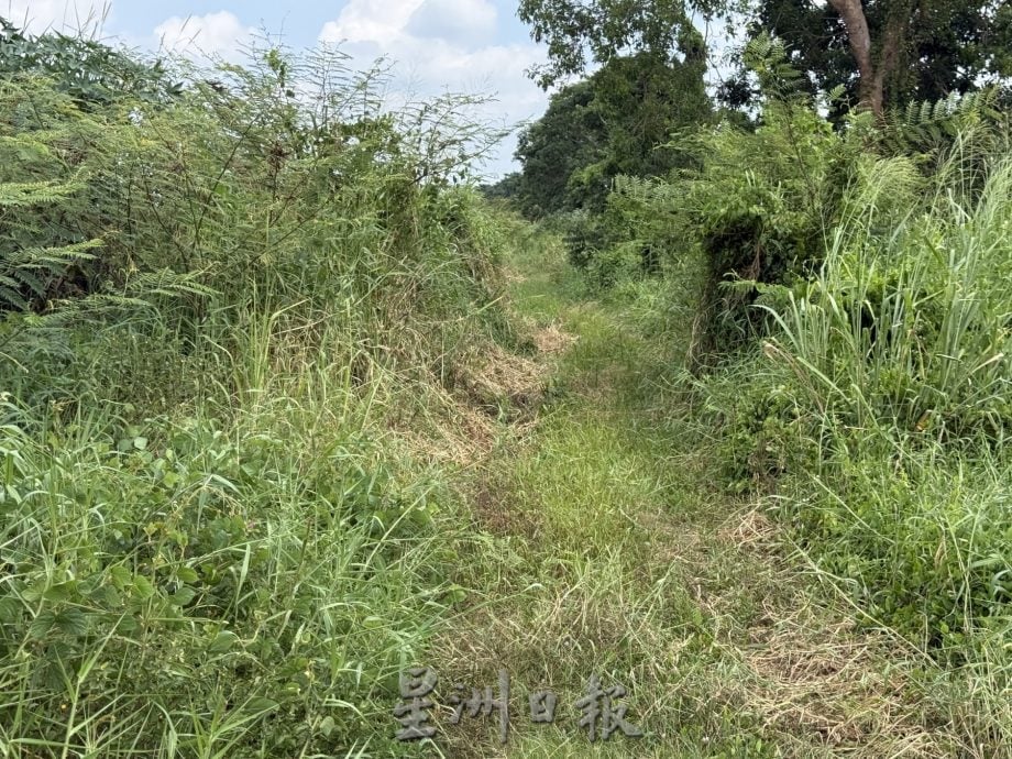 (古城封面主文)玛琳河被水生植物淹没成大草原·耗资50万月底动工清理
