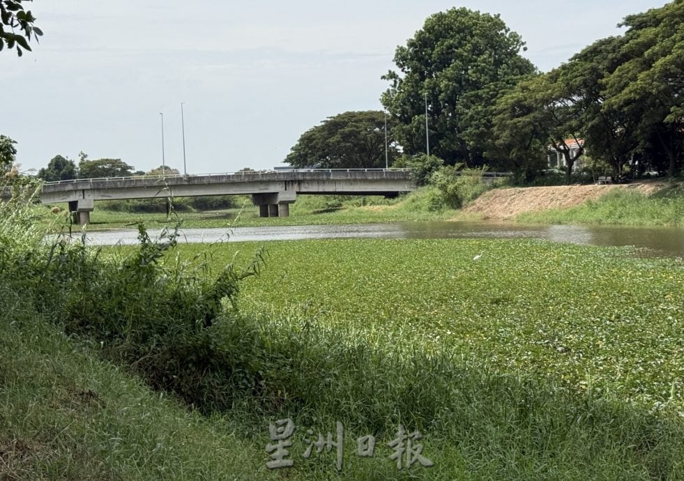 (古城封面主文)玛琳河被水生植物淹没成大草原·耗资50万月底动工清理