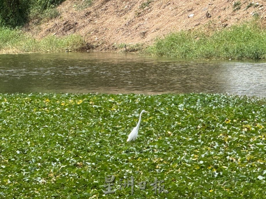 (古城封面主文)玛琳河被水生植物淹没成大草原·耗资50万月底动工清理