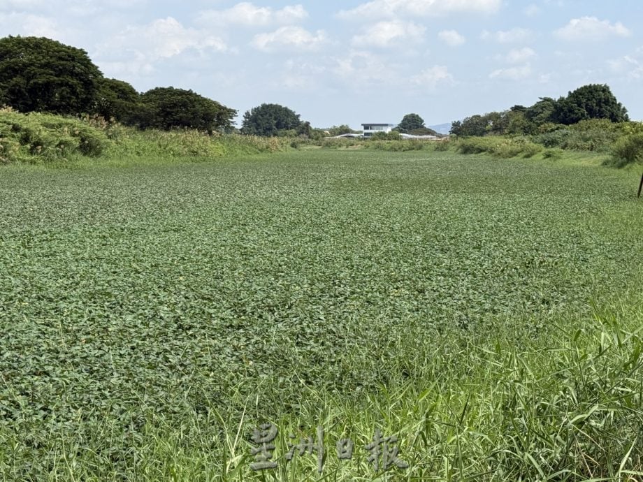 (古城封面主文)玛琳河被水生植物淹没成大草原·耗资50万月底动工清理