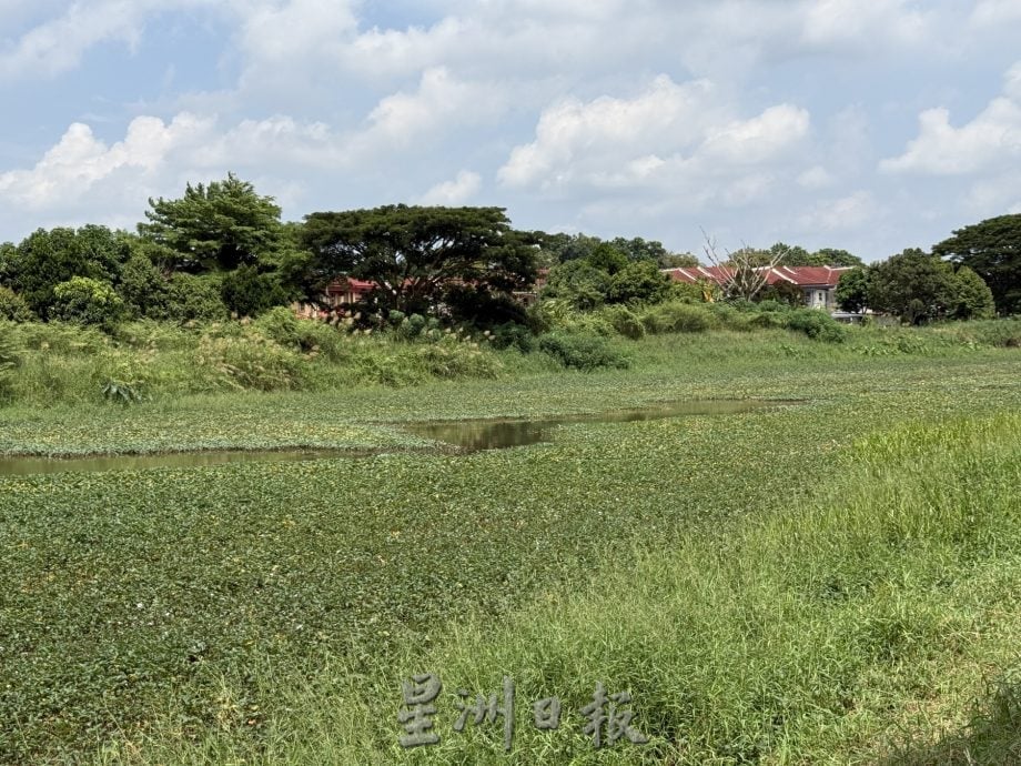 (古城封面主文)玛琳河被水生植物淹没成大草原·耗资50万月底动工清理