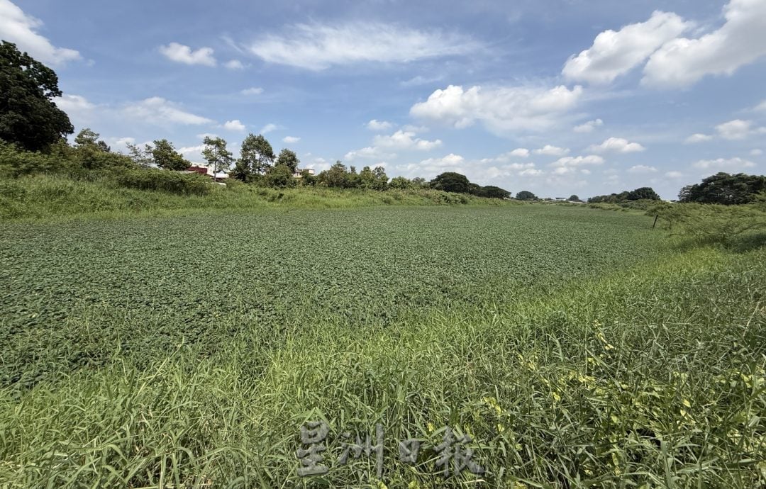 (古城封面主文)玛琳河被水生植物淹没成大草原·耗资50万月底动工清理