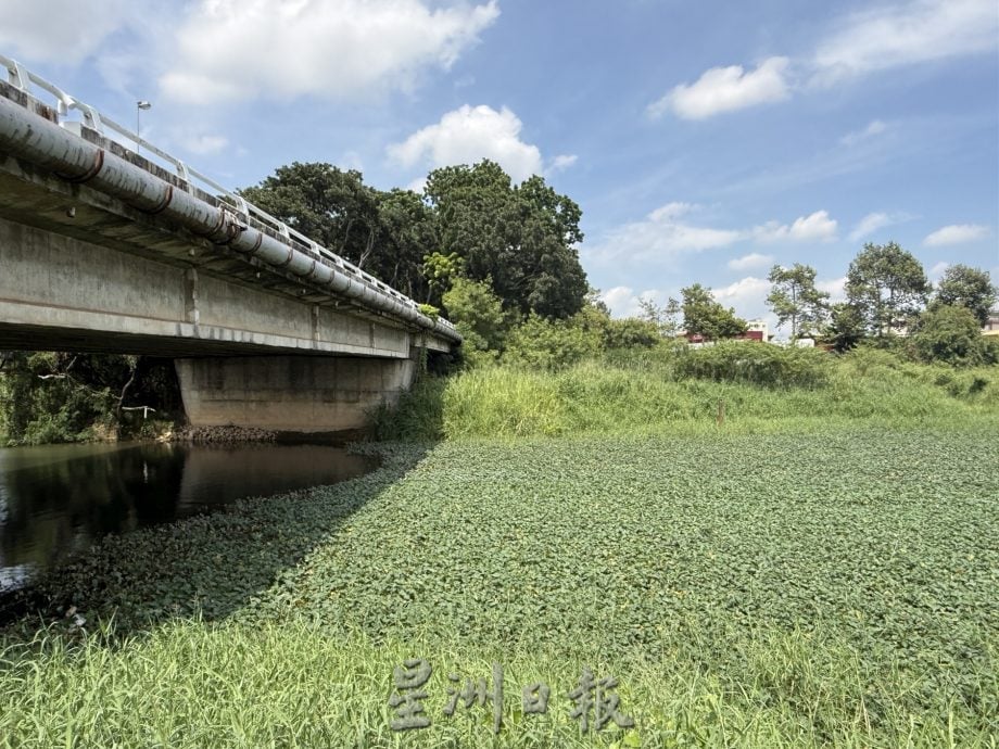 (古城封面主文)玛琳河被水生植物淹没成大草原·耗资50万月底动工清理