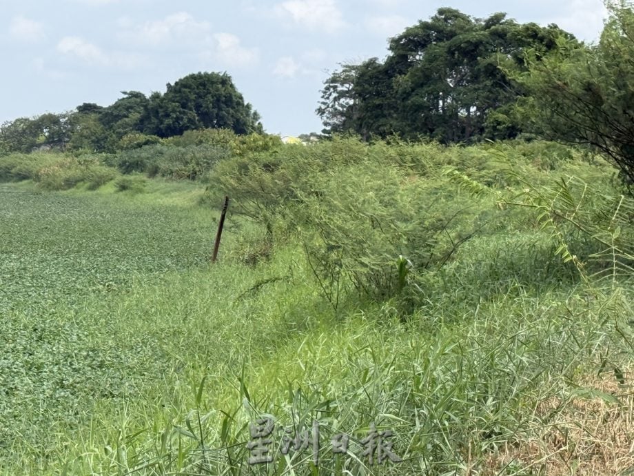 (古城封面主文)玛琳河被水生植物淹没成大草原·耗资50万月底动工清理