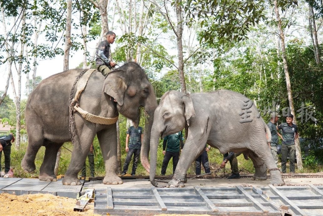 **已签发**柔:封面:銮成立全马首个野生动物保护队 林添顺:人象冲突事件已减少
