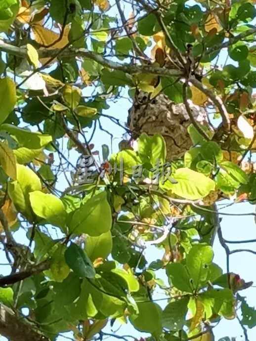 供星洲网:烧焊工友河边垂钓避雨时,被虎头蜂追螫5针