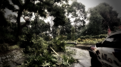Fatal tree falling incidents should motivate local authorities to take proactive action