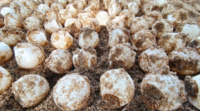 Sarawak emerges as transit hub for turtle eggs smuggled from Indonesia to China