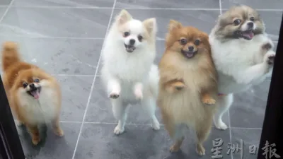 伊党议员提出 倪可敏说研究 饲主或需为狗狗买保险