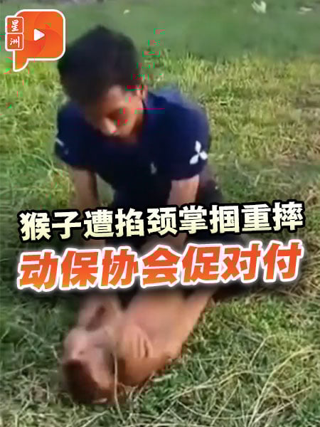 猴子遭掐颈掌掴重摔 动保协会促对付