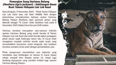 洛交宜动物园痛失象征  唯一马来亚虎病逝