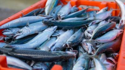 鲅鱼与胶东半岛的鲅鱼饺子/木木（芙蓉）