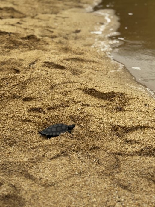 23/11 大都会/东/星角摄:河龟放生