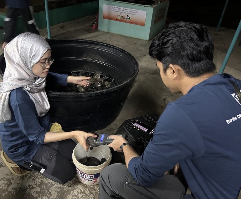 23/11 大都会/东/星角摄:河龟放生