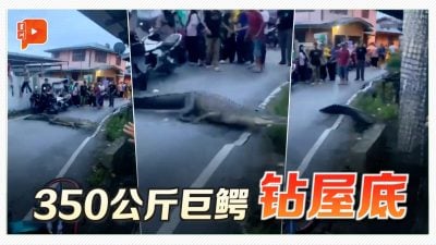 350公斤鳄鱼闯民宅 民防部队花15分钟制服