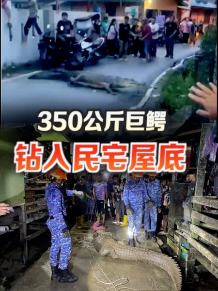 350公斤鳄鱼闯民宅 民防部队花15分钟制服
