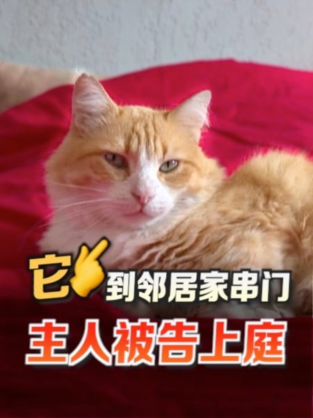 猫咪太爱去邻居家 害主人被告上庭重罚