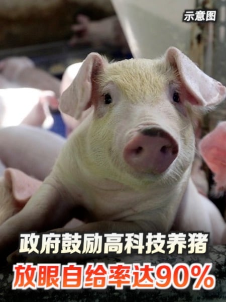 政府鼓励高科技养猪 放眼自给率达90%