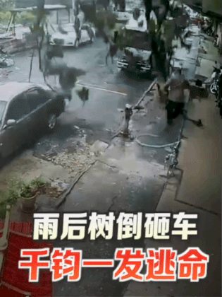 雨后树倒砸车 黄一飞亲人险遭殃