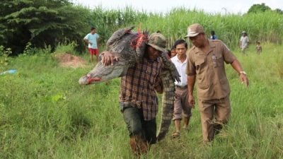 30鳄鱼深夜逃离养殖池 吓坏村民 还有4只未捕回