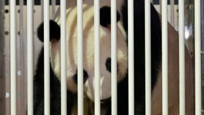 独家 | 新熊猫抵马须隔离一个月  副部长：地点不便透露