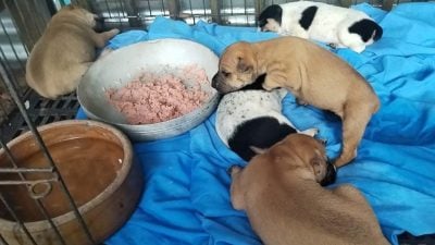 塑料袋“装”5幼犬 丢庇护所 男子恶行惹怒志工