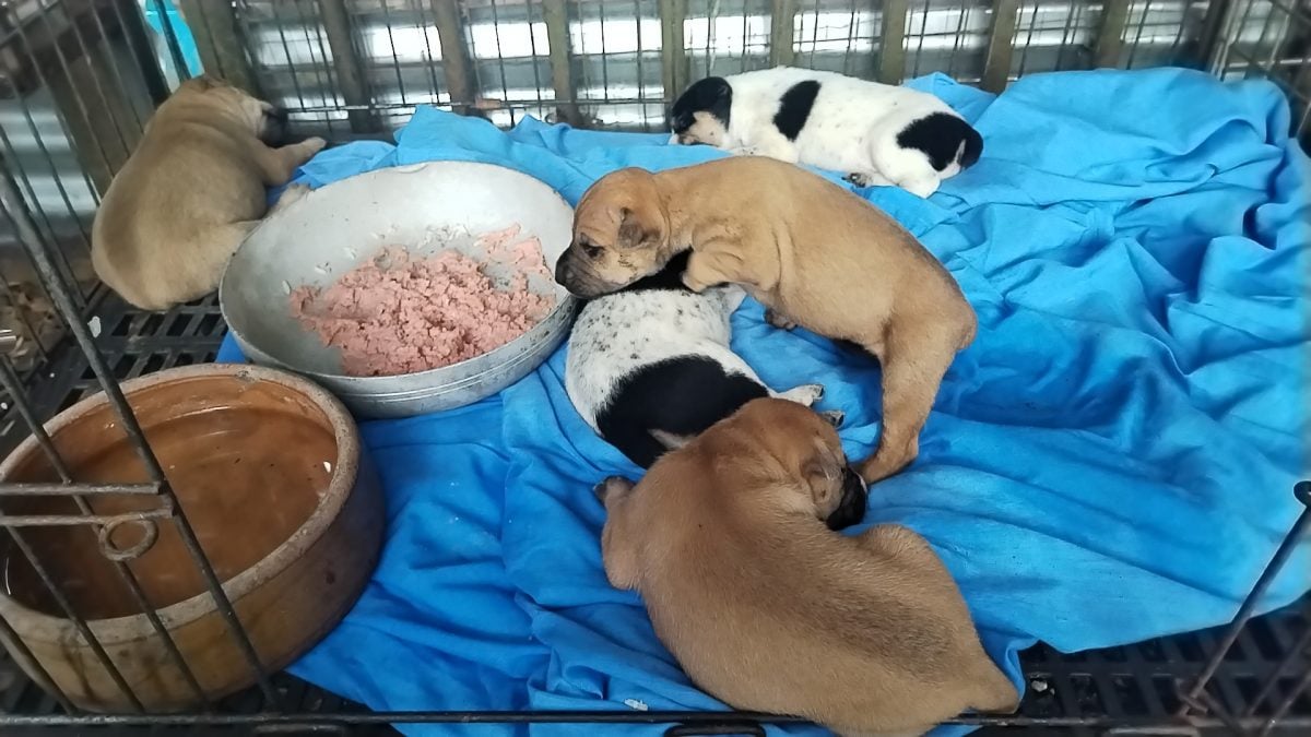 5只初生幼犬被丢弃在庇护所,爱护动物志工谴责不负责任行为。
