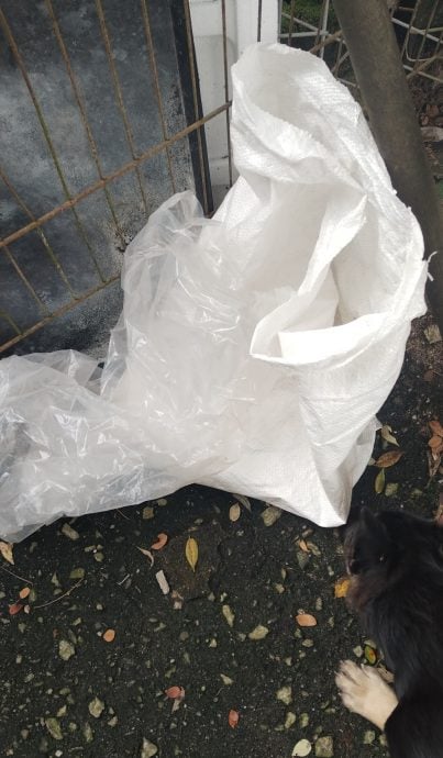 5只初生幼犬被丢弃在庇护所,爱护动物志工谴责不负责任行为。