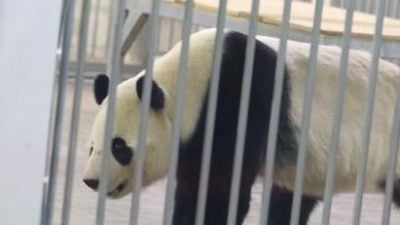 独家 | “追求光明 熠熠生辉”  辰星晓月名字含意曝光