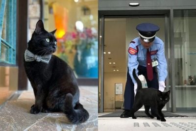 9年攻防战落幕!最想进美术馆的黑猫过世 警卫不舍