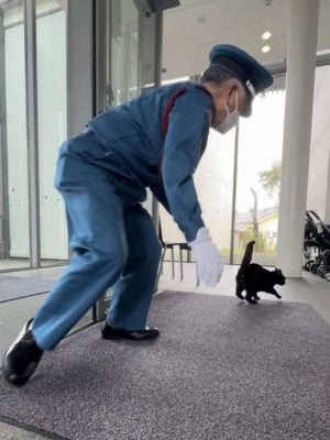 9年攻防战落幕!最想进美术馆的黑猫过世 警卫不舍