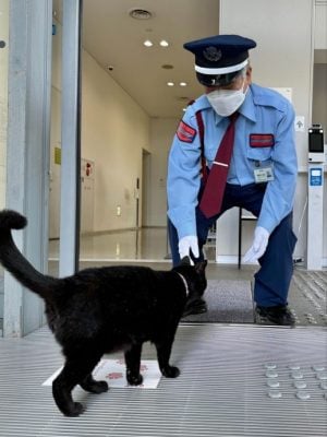 9年攻防战落幕!最想进美术馆的黑猫过世 警卫不舍