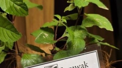 罗伦：本地野生植物入药  Sipudun开发牲畜驱虫产品