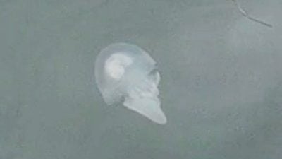 视频 | 马六甲河又出现新朋友——水母