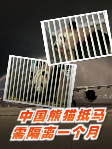 【百格在现场】 熊猫晓月、辰星来了！