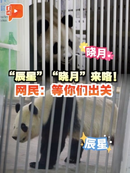 “辰星”“晓月”进入隔离期  马中网民留言刷屏送祝福