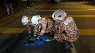 滨海城路上有鳄鱼.身有撞痕 拯员成功制伏