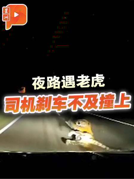 老虎突窜马路 被撞后负伤逃走