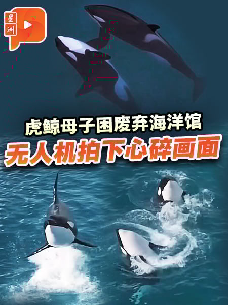 航拍法国废弃海洋公园 受困虎鲸母子闻声表演的背后